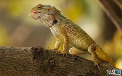 Dicas para o Teste Grátis de IPTV em 2024