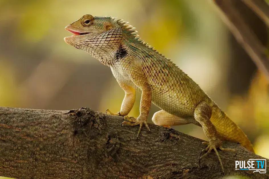 Dicas para o Teste Grátis de IPTV em 2024